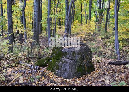 Große moosbewachsene Felsbrocken im Wald zwischen heruntergefallenen Blättern im Herbst Stockfoto