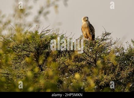 Jungtier-Schlangenadler mit Blakkkeule, Südafrika Stockfoto