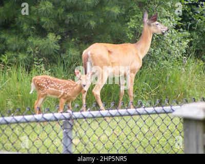 Der Weißschwanzhirsch (Odocoileus virginianus) stöbert und stöbert auf Blättern neben dem Metallzaun Stockfoto