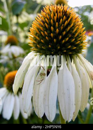 Kleine, gut getarnte Spinne, die im Hinterhalt auf einer strahlend weißen Blume liegt Stockfoto