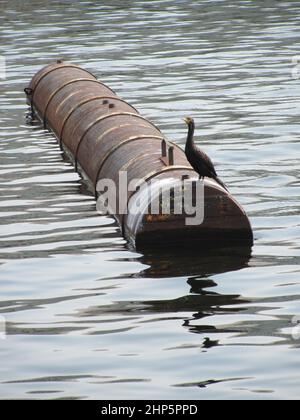 Doppelcrestkormorant (Nannopterum auritum), das auf einem schwimmenden Rohr in der Nähe des Docks steht Stockfoto