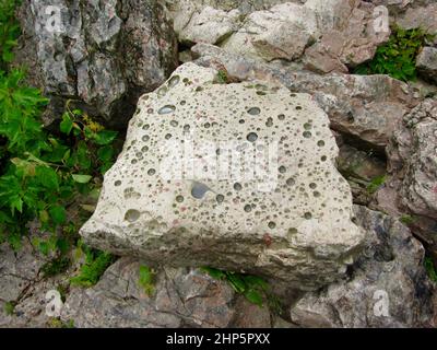 Poröses Gestein mit vielen wassergefüllten Löchern nach dem Sturm entlang der Georgian Bay Stockfoto