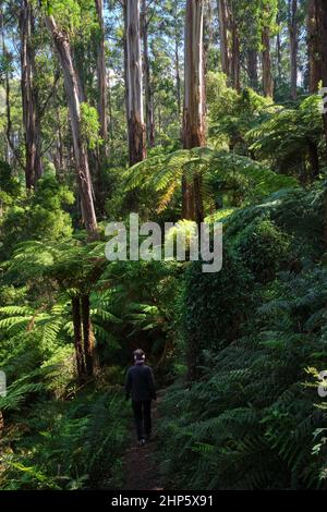 Als Wir Heute In Den Wald Gingen Stockfoto