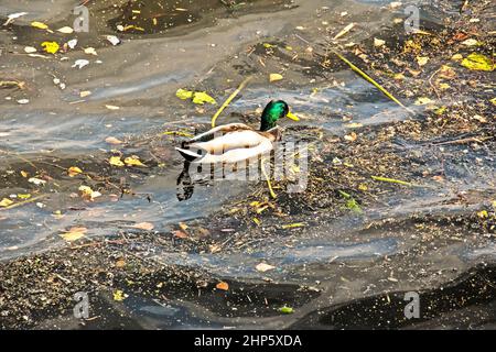 Ente schwimmt im schmutzigen Abwasser des Sees. Tierisches ökologisches Problem. Stockfoto