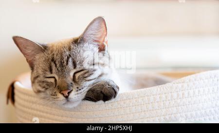 Nahaufnahme von siamesen mit Tabby-Punkt, die in einem Korb auf der Pfote schlafen. Schöne weiße und graue Kitty schläft friedlich. Bannerzuschnitt mit Hintergrund bo Stockfoto