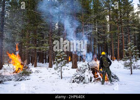 Verdi, Usa. 15th. Februar 2022. Ryan Bell überwacht brennende Holzstapel. Der US-Forstdienst führt in den Wintermonaten einen vorgeschriebenen Brand durch, um die Treibstoffbelastung im Rahmen der Waldbewirtschaftung zu reduzieren. Kredit: SOPA Images Limited/Alamy Live Nachrichten Stockfoto