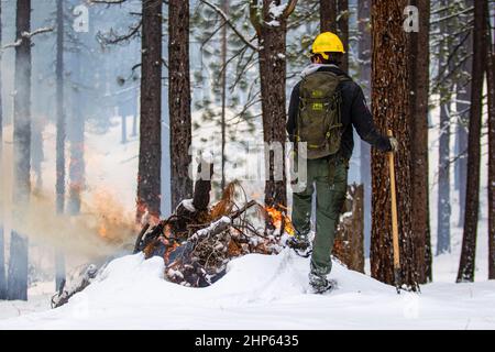 Verdi, Usa. 15th. Februar 2022. Ryan Bell überwacht brennende Holzstapel. Der US-Forstdienst führt in den Wintermonaten einen vorgeschriebenen Brand durch, um die Treibstoffbelastung im Rahmen der Waldbewirtschaftung zu reduzieren. Kredit: SOPA Images Limited/Alamy Live Nachrichten Stockfoto