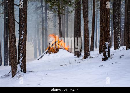 Verdi, Usa. 15th. Februar 2022. Ein Holzhaufen brennt im Schnee. Der US-Forstdienst führt in den Wintermonaten einen vorgeschriebenen Brand durch, um die Treibstoffbelastung im Rahmen der Waldbewirtschaftung zu reduzieren. Kredit: SOPA Images Limited/Alamy Live Nachrichten Stockfoto