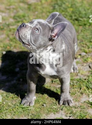 4 Monate Alte Lilac Merle Hündin Puppy French Bulldog. Hundepark an der Leine in Nordkalifornien. Stockfoto