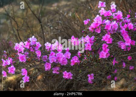 Wunderschöne Frühlingsblumen Hintergrund mit lebendigen magentafarbenen Rhododendron Blumen (Rhododendron Ledebour) Nahaufnahme. Altai, Sibirien, Russland Stockfoto