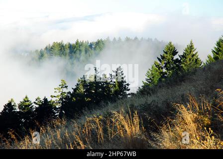 Nebel verweilt im Tal am Mt Tamalpais in der Nähe von San Francisco Stockfoto