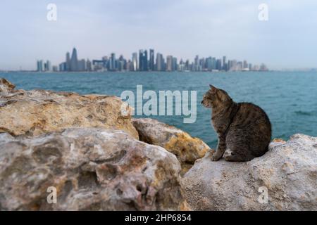 Eine streunende Katze sitzt auf den Steinen der Uferpromenade in Doha Corniche, Katar Stockfoto