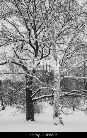 Kontrastreiche Bäume im Winter: Sorte von London Planetree (Platanus x acerifolia 'Suttneri') und Sorte von Schwarznuss (Juglans nigra 'Laciniata'). Stockfoto