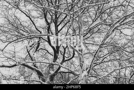 Kontrastreiche Bäume im Winter: Sorte von London Planetree (Platanus x acerifolia 'Suttneri') und Sorte von Schwarznuss (Juglans nigra 'Laciniata'). Stockfoto