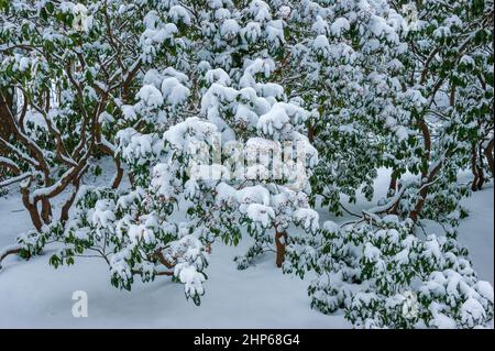 Ein Dickicht schneebedeckter BergLorbeersträucher (Kalmia latifolia). Arnold Arboretum von der Harvard University, Boston, Massachusetts Stockfoto