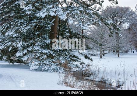 Eine winterliche Landschaft mit einer schneebedeckten Fichte (Picea abies) an einem Bach. Kahle Zypresse (Taxodium distichum) im Rücken. Arnold Arboretum, Boston Stockfoto