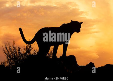 Ein Leopard (Panthera pardus), der bei Sonnenaufgang, Südafrika, vor einem orangefarbenen Himmel silhouettiert wurde Stockfoto