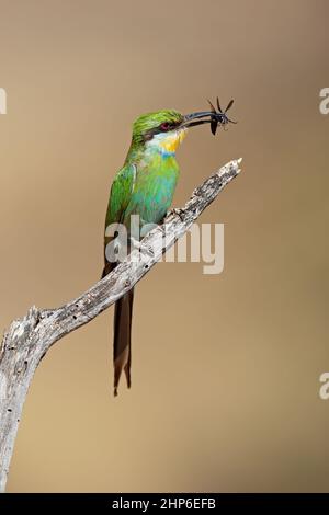 Ein Schwalbenschwanz-Bienenfresser (Merops hirundineus) mit Insektenbeute, Südafrika Stockfoto