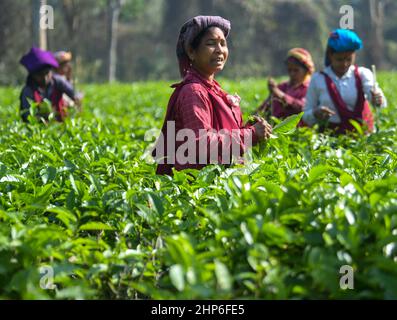 Teeleblätter zupfen. Dies ist das erste Zupfen von Teeblättern in diesem Jahr auf dem Durgabari-Tee-Anwesen. Agartala, Tripura. Indien. Stockfoto