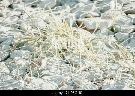 Grünes Gras in Granitsteinen hinter einem Metallgitter zur Stärkung des Abhangs. Steine hinter dem Draht. Graue Textur. Konstruktion. Stockfoto