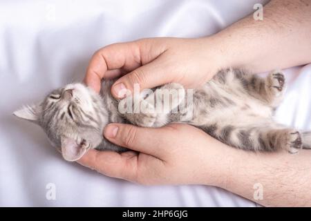 Ein kleines neugeborenes Kätzchen schläft in den Händen eines Mannes auf einem weißen Bett, Draufsicht. Gemütliches Mittagsschlaf mit Haustieren. Haustierbesitzer und sein Haustier. Graues flauschiges Kätzchen Stockfoto