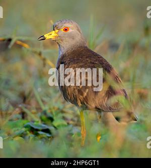 Mittelgroßer Vogel, grauer Kiebitz, Vanellus cinereus, der auf einem Grasfeld mit Kopierfläche thront Stockfoto