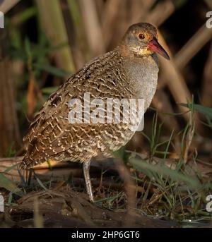 Vogel, Slaty-breasted Rail, Gallirallus striatus albiventer, Fütterung, Kopierraum Stockfoto