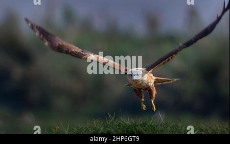 Mittelgroße Raptor, brahminiger Drachen, Haliastur indus, fliegende Holding Nahrung mit Kopieplatz Stockfoto