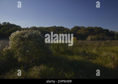 Texanische Küstenlandschaft zum Wandern in der Natur Stockfoto