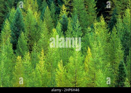 Mischwald aus Nadelbäumen, dominiert von der westlichen Lärche (Larix occidentalis), färbt sich ab Ende September. Stockfoto