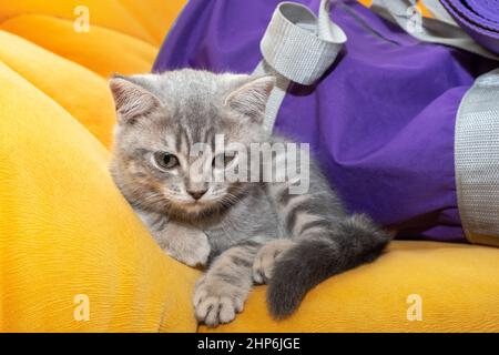 Ein kleines graues Kätzchen liegt auf einem orangefarbenen Sofa neben einer lila Sporttasche. Das Kätzchen ruht nach dem Sporttraining. Sportkonzept mit Haustieren. Stockfoto