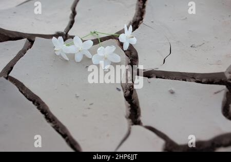 Gefallene Blume auf trockenem Rissgrund, Stockfoto