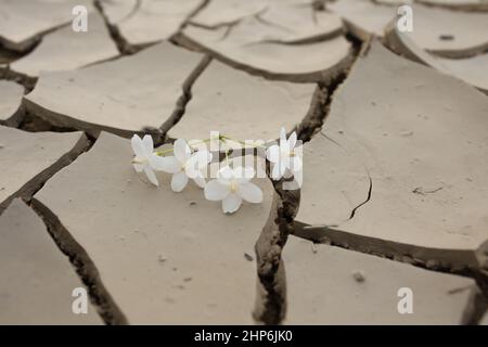 Gefallene Blume auf trockenem Rissgrund, Stockfoto