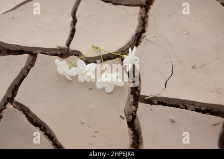 Gefallene Blume auf trockenem Rissgrund, Stockfoto