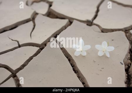 Gefallene Blume auf trockenem Rissgrund, Stockfoto