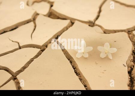 Gefallene Blume auf trockenem Rissgrund, Stockfoto