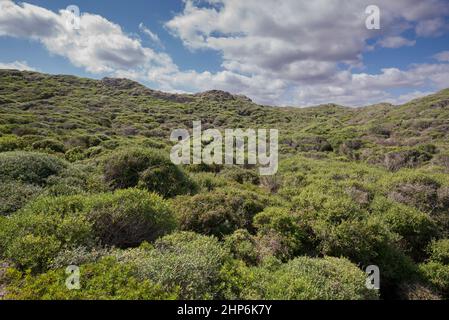 Mediterrane Macchia am Kap von Favaritx, Gemeinde Mahon, Menorca, Spanien Stockfoto