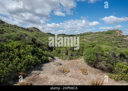 Mediterrane Macchia am Kap von Favaritx, Gemeinde Mahon, Menorca, Spanien Stockfoto