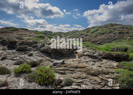 Mediterrane Macchia am Kap von Favaritx, Gemeinde Mahon, Menorca, Spanien Stockfoto