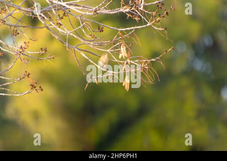 Inspirierendes typografisches Zitat - Hallo Herbst auf dem Hintergrund des Herbstwaldes. Stockfoto