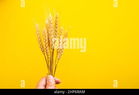 Hand hält Gold trocken Weizen Trinkhalme Spikes Nahaufnahme Stockfoto