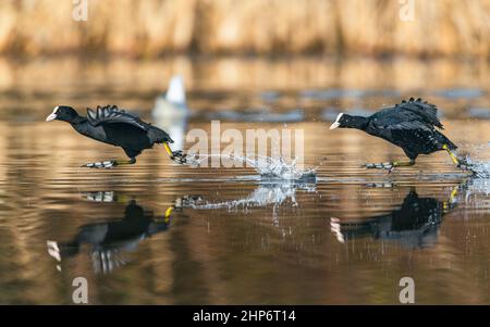 Eurasischer Russ oder gewöhnlicher Russ, Fulica atra - Kampfende auf dem Wasser laufen Stockfoto