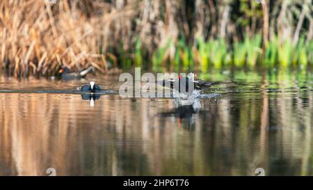 Eurasische Eule, Fulica atra und Moorhen, Gallinula chloropus - Kampf und Runen auf dem Wasser Stockfoto