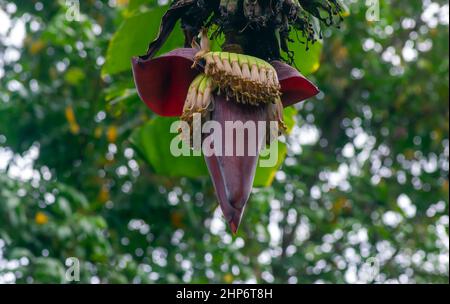 Bananenblüten (Musa paradisiaca), in flachem Fokus Stockfoto