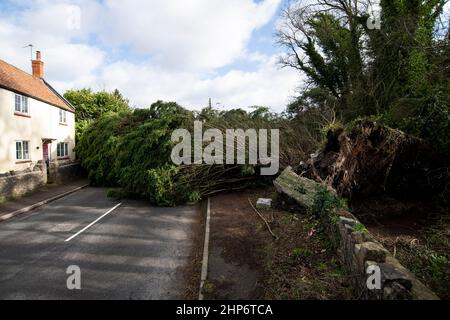 18.22.02. STURM EUNICE SOMERSET. Ein gefallener Baum blockiert die A368 bei Upper Langford in Somerset, während der Sturm Eunice starke Winde über den Vereinigten Königreich bringt Stockfoto