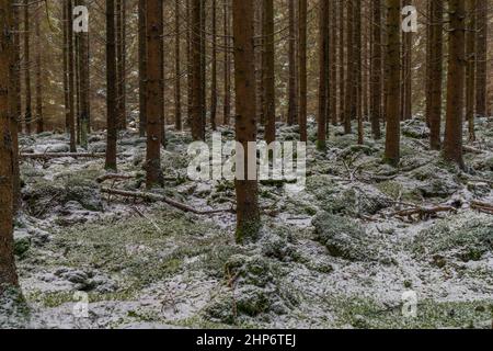 Wald in der Nähe des Branka Wasserfalls auf dem Mze Fluss im Winter verschneiten Morgen Stockfoto