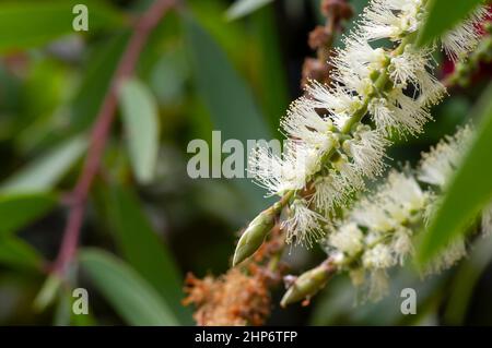 Melaleuca cajuputi Blüten, in flachem Fokus, mit verschwommenem Hintergrund Stockfoto