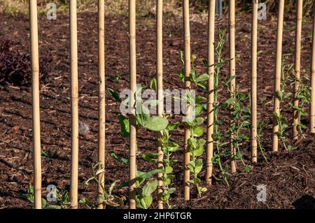 Sydney Australia, eine Reihe von Gartenpfosten, die junge süße Erbsenpflanzen unterstützen Stockfoto