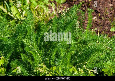 Sydney Australia, grüne, federige Blätter einer achillea millefolium- oder Schafgarbe-Pflanze im Garten Stockfoto