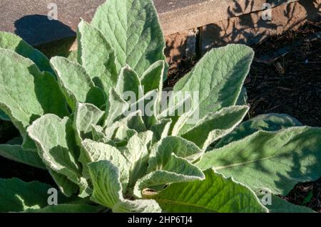 Sydney Australia, verbascum nigrum oder schwarze Königskerze bei Sonnenschein Stockfoto